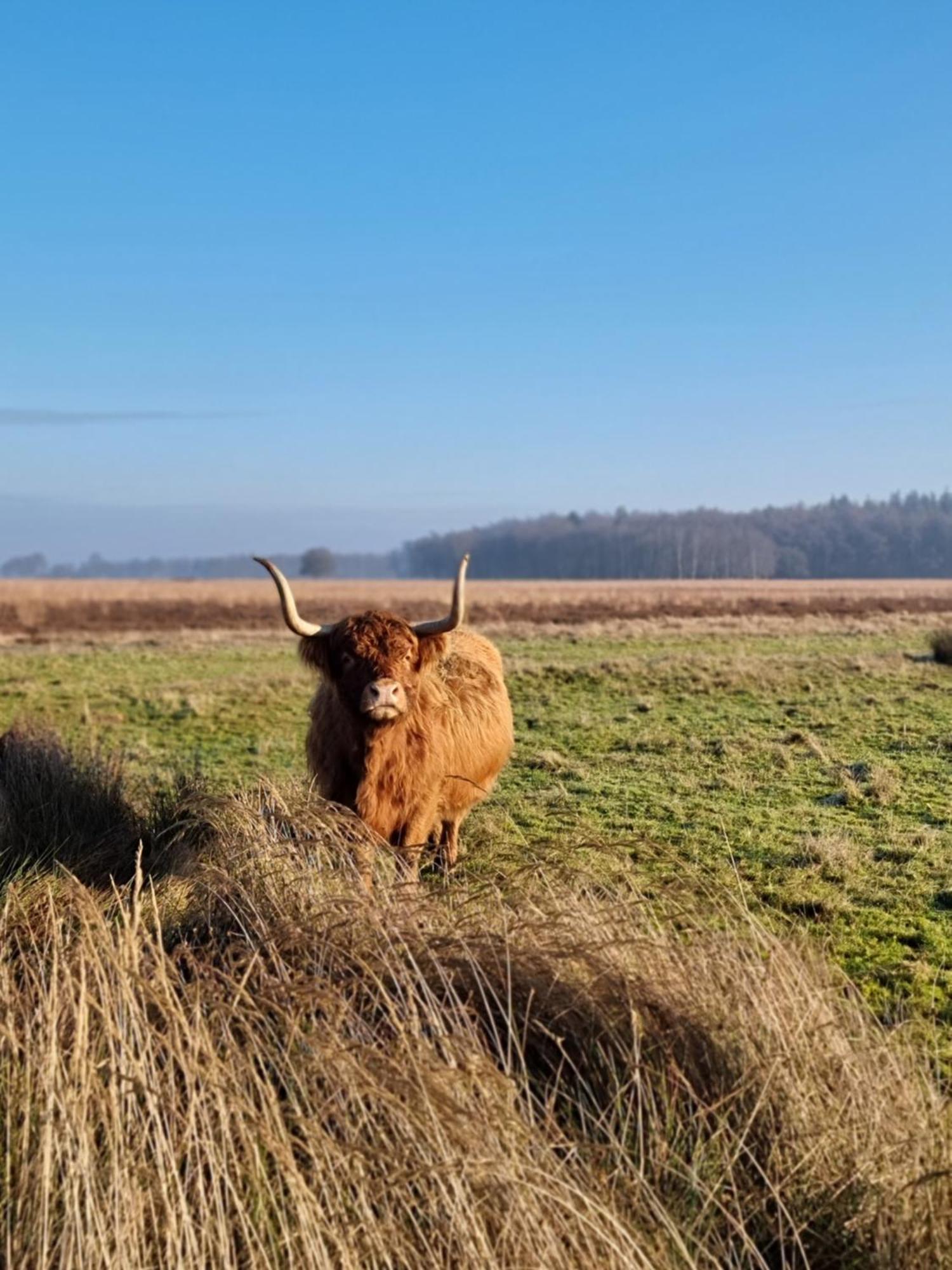 Bed and Breakfast De Schotse Hooglander Smilde Екстер'єр фото